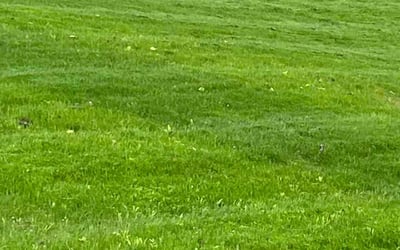 Photo of Kent G.'s yard after getting lawn care in Webster, MA