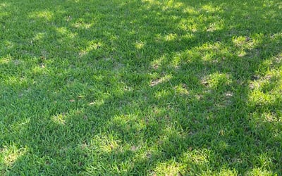 Photo of Felix M.'s yard after getting lawn care in Millville, NJ