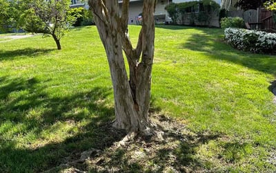 Photo of Deborah E.'s yard after getting lawn care in Annandale, VA