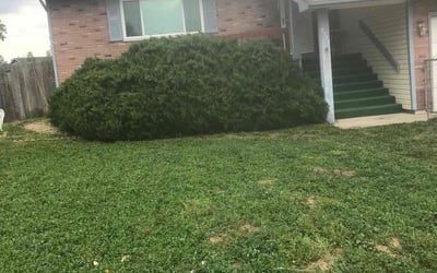 Photo of Rod D.'s yard after getting lawn care in Morrisville, NC