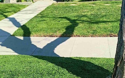 Photo of Melcom S.'s yard after getting lawn care in Long Beach, CA