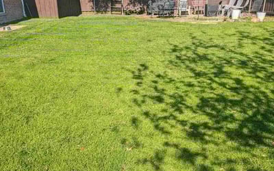 Photo of Elizabeth D.'s yard after getting lawn care in Florence, AZ