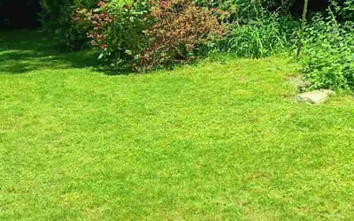 Photo of Shauna D.'s yard after getting lawn care in Bridgewater, MA