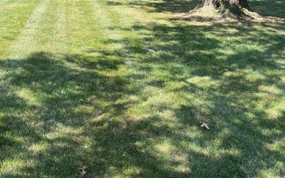 Photo of Steve V.'s yard after getting lawn care in Hammond, IN