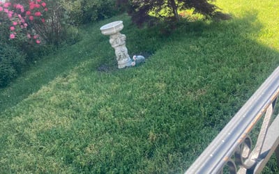 Photo of Robert B.'s yard after getting lawn care in Mattapan, MA