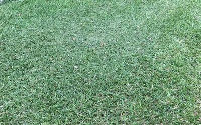 Photo of Tegan B.'s yard after getting lawn care in Lake Geneva, WI