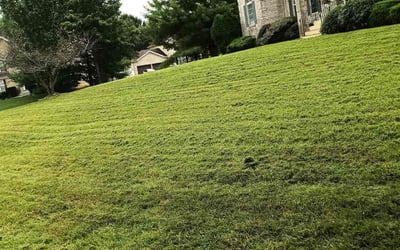 Photo of James M.'s yard after getting lawn care in O'Fallon, IL