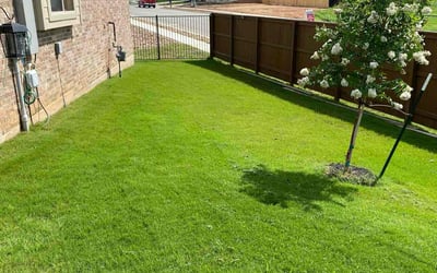 Photo of Karen P.'s yard after getting lawn care in San Marcos, TX