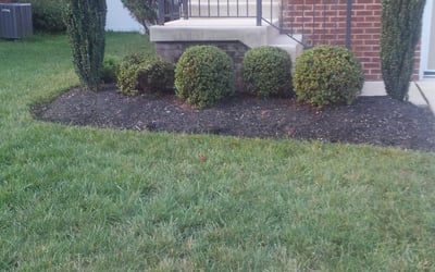 Photo of Anthony T.'s yard after getting tree care in Baton Rouge, LA