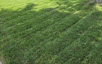 Photo of Dr S.'s yard after getting lawn care in Evans, GA