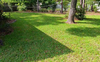 Photo of Amy B.'s yard after getting lawn care in Wilmington, IL
