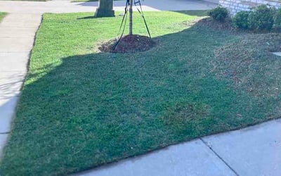 Photo of Vincent R.'s yard after getting lawn care in Anaheim, CA