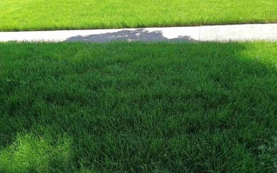 Photo of Carleen T.'s yard after getting lawn care in Romeoville, IL