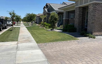 Photo of Becky B.'s yard after getting lawn care in Gilbert, AZ