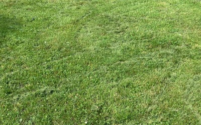Photo of Aaron M.'s yard after getting lawn care in Bay Shore, NY