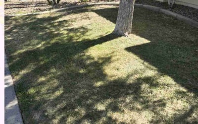 Photo of Tanya B.'s yard after getting lawn care in Surprise, AZ