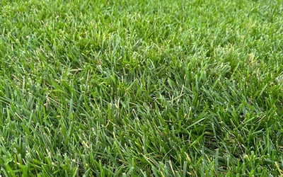Photo of Connie J.'s yard after getting lawn care in Clinton, UT