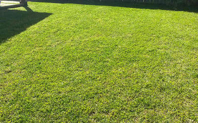 Photo of Sophia K.'s yard after getting lawn care in Summerville, SC