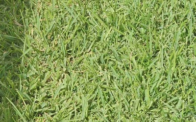 Photo of Natalie W.'s yard after getting lawn care in Converse, TX