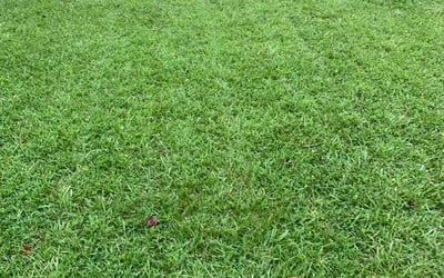Photo of Stephanie T.'s yard after getting lawn care in Canton, OH