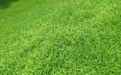Photo of Brandy S.'s yard after getting lawn care in Lancaster, SC