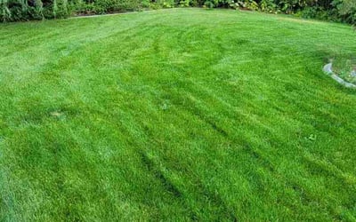 Photo of Vicky G.'s yard after getting lawn care in Spokane, WA