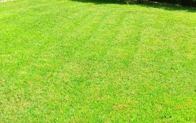 Photo of Brooke W.'s yard after getting lawn care in Cordova, TN