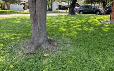 Photo of Rafael R.'s yard after getting lawn care in Holliston, MA