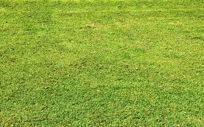 Photo of Lauren G.'s yard after getting lawn care in Belmont, NC