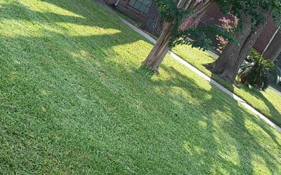 Photo of Luay A.'s yard after getting lawn care in Channelview, TX