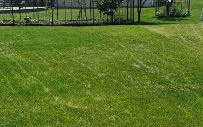 Photo of Sam W.'s yard after getting lawn care in Farmington Hills, MI