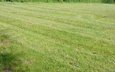 Photo of Judy C.'s yard after getting lawn care in North Olmsted, OH