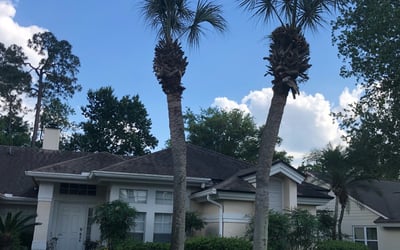 Photo of Carlos M.'s yard after getting lawn care in Randolph, NJ