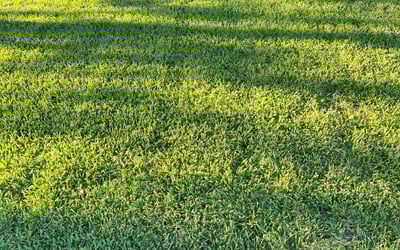 Photo of Ian N.'s yard after getting lawn care in Newport, KY