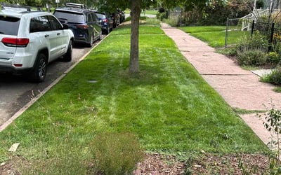 Photo of Staci G.'s yard after getting lawn care in Denver, CO