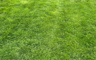 Photo of Danielle V.'s yard after getting lawn care in Freeport, PA