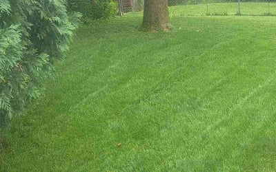 Photo of Julie L.'s yard after getting lawn care in Oakdale, MN