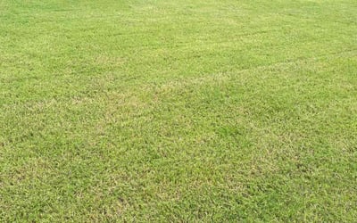 Photo of Dave O.'s yard after getting lawn care in Tyler, TX