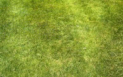 Photo of Mary S.'s yard after getting lawn care in Fox Lake, IL
