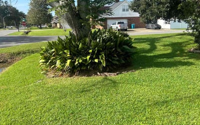Photo of Danette B.'s yard after getting lawn care in Pearl River, LA