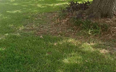 Photo of Dominique M.'s yard after getting lawn care in Capitol Heights, MD