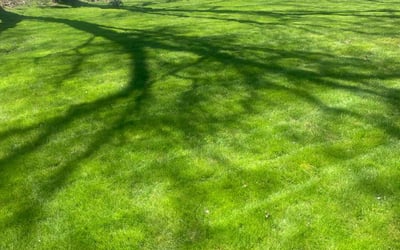 Photo of Steve V.'s yard after getting lawn care in North Tonawanda, NY