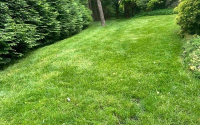 Photo of Yvonne B.'s yard after getting lawn care in Elkins Park, PA