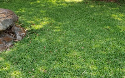 Photo of Patricia B.'s yard after getting lawn care in Nanuet, NY