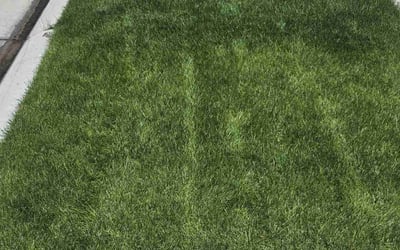 Photo of Nick C.'s yard after getting lawn care in Fairfield, OH