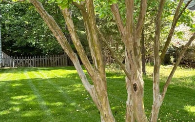 Photo of Karielys S.'s yard after getting lawn care in Newport News, VA