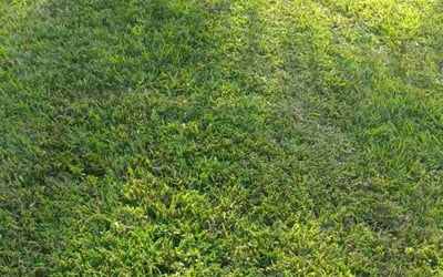 Photo of Cynthia T.'s yard after getting lawn care in Wayland, MA