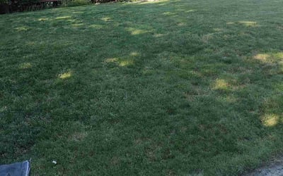 Photo of Amy H.'s yard after getting lawn care in Everett, WA