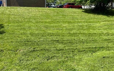 Photo of Ugoamaka B.'s yard after getting lawn care in Hacienda Heights, CA