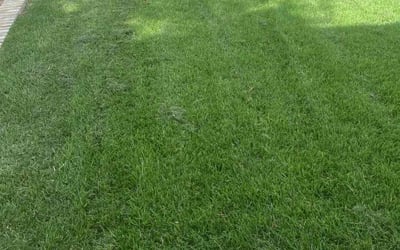 Photo of Ld F.'s yard after getting lawn care in Smithville, TX